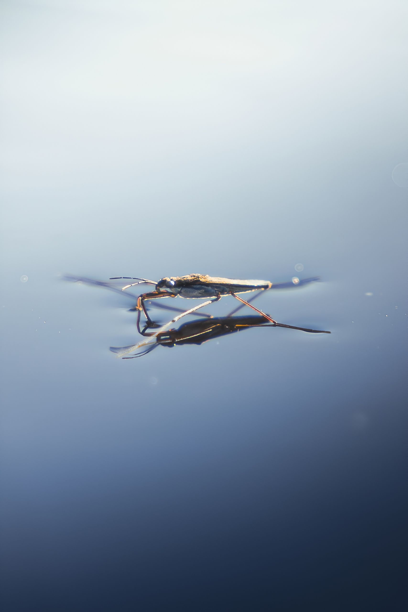 Close-up image of a water strider gracefully gliding on a serene water surface under sunlight.