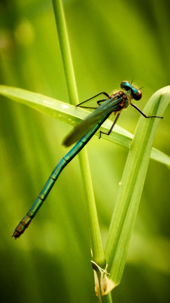 Close-up of a vibrant dragonfly perched on a leaf, showcasing intricate wing details.