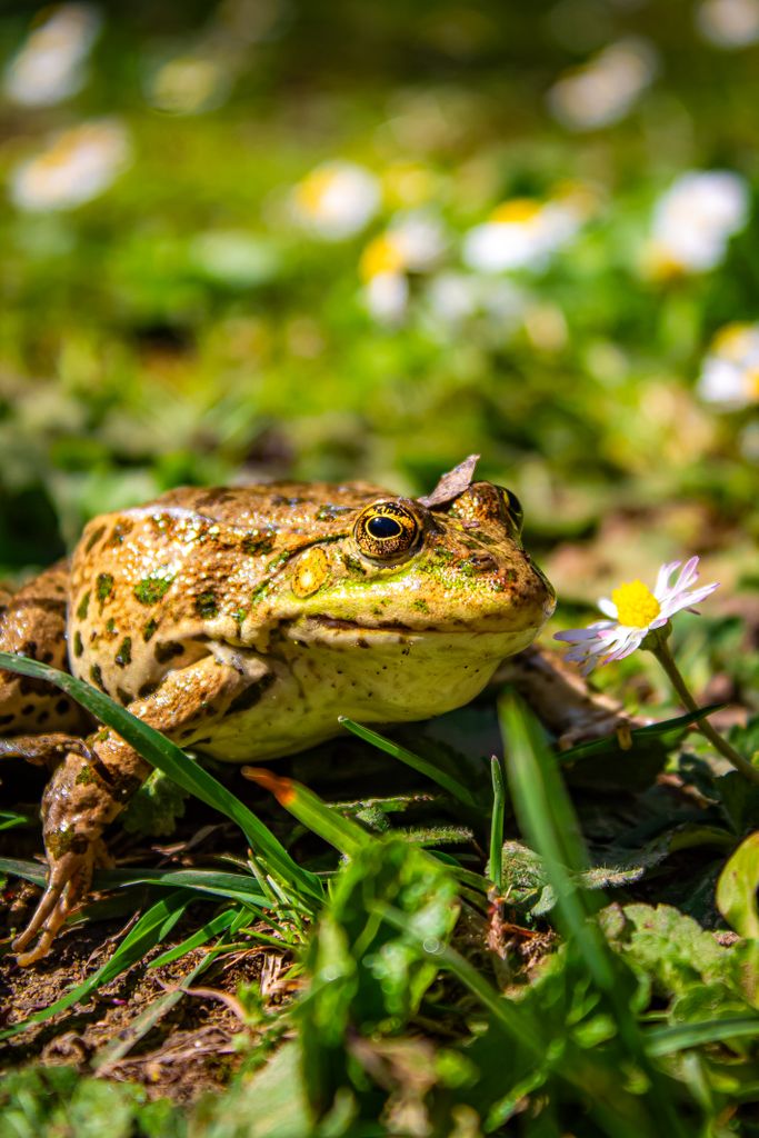 Vibrant green frog with speckled skin sits amidst lush grass and flowers.