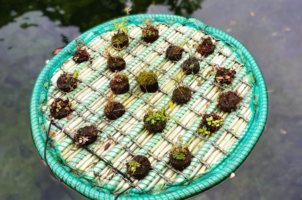 Runde schwimmende Pflanzeninsel mit frisch eingesetzten Wasserpflanzen im Teich