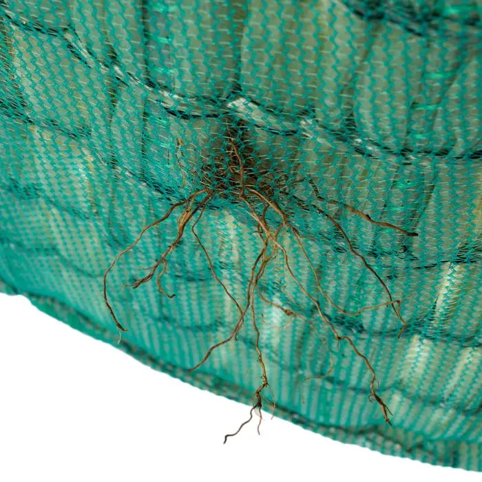 Pflanzenwurzeln wachsen durch das Trägernetz einer FLOHS Pflanzeninsel