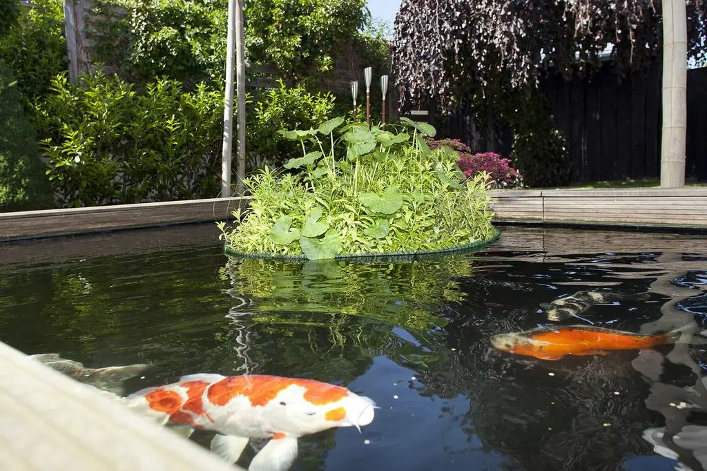 Zweijährige schwimmende Pflanzeninsel mit Koi